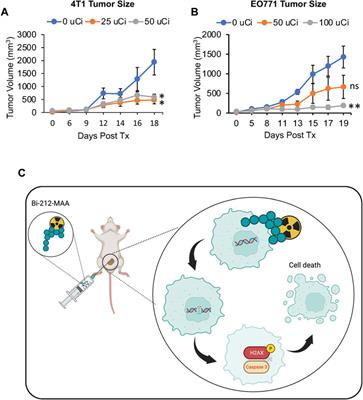 Effective therapy with Bismuth-212 labeled macroaggregated albumin in orthotopic mouse breast tumor models